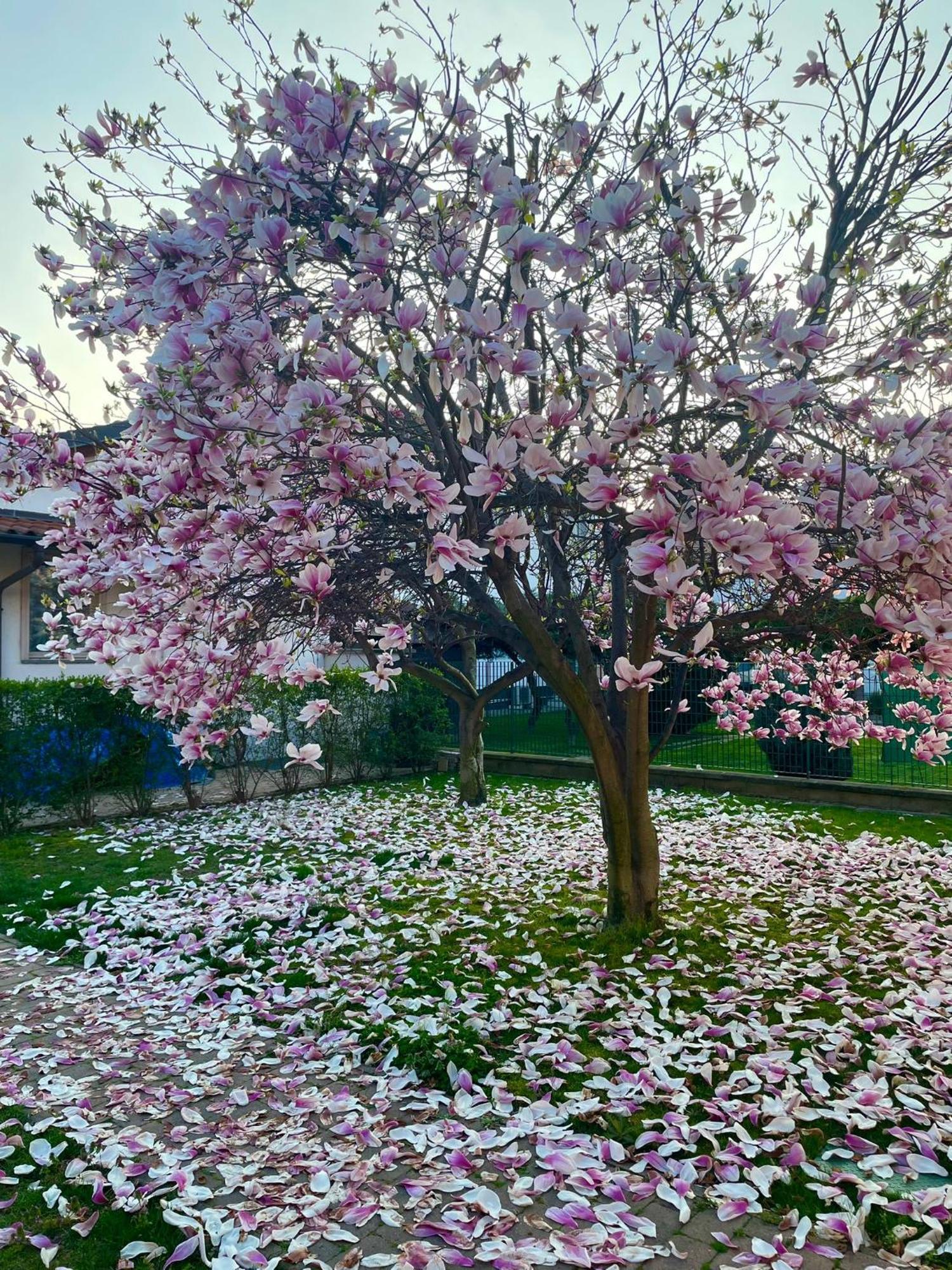 Serenity Garden Stupinigi Exteriér fotografie